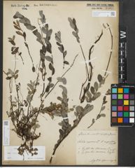 Foto von Salix repens subsp. repens L.